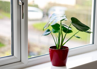 Wall Mural - Young Monstera Deliciosa Swiss Cheese plant on window sill