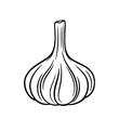 Vector illustration of garlic bulb isolated on white background. Sketch and monochrome outline drawing. Garlic vector outline illustration.