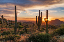 Cactus Plants Growing On Land Against Sky During Sunset