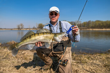 Wall Mural - Fisherman with zander fish. Success walleye fishing at wild river