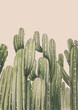 kaktusy no2