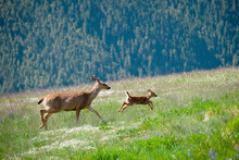 One Female Adult Deer And One Baby Deer Or Fawn Running Through A Meadow Full Of Wild Flowers In Olympic National Park In Washington