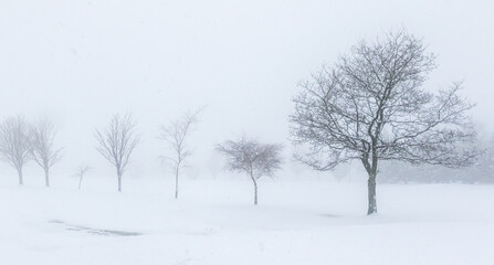 Trees in the snow