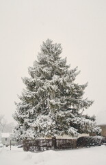 Evergreen Tree in Falling Snow