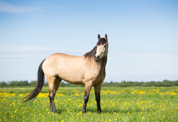 Poster - Horse in summer, flowering fields