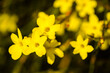 Tiny yellow blooming flowers, Jasminum nudiflorum, the winter jasmine 