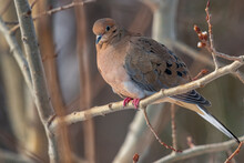 A Morning Dove Sitting On A Branch In A Tree Looking Out In The World