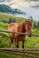 Wall Mural - The horse graze on the meadow in the Carpathian Mountains. Misty landscape. Morning fog high in the mountains.