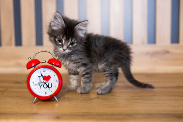 A small gray kitten and a red alarm clock stand on a wooden shelf. On the white dial is the inscription I love you.