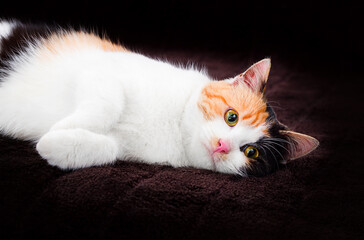 Poster - tricolor cat lies on a brown bedspread