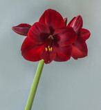 Blooming  dark red hippeastrum (amaryllis) Carmen