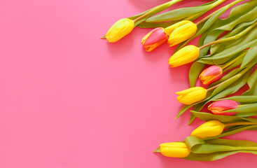 yellow tulips on a pink background, space for text top view.