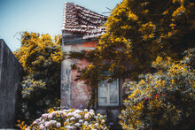 View Of A Tumble-down Old Beautiful House Facade With A Pink Flaked Wall And Dilapidated Tiled Roof, Overgrown With Ivy, Trees, Bushes With Flowers, Warm Sunny Day, Sintra, Portugal