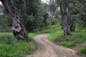 Canvas Print - Weg in einem Olivenhain auf Korfu