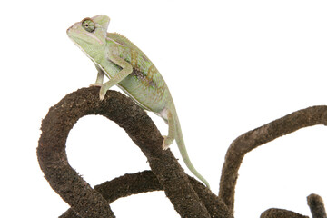 Sticker - Yemen Chameleon