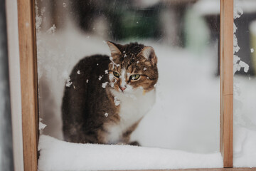 Katze am Fenster bei Schnee