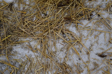 Canvas Print - Straw in Snow