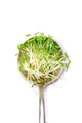 Wall Mural - Microgreen basil on a white background isolate. Selective focus.