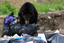 Black Bear At The Dump