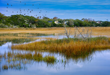 Salt Water Marsh At High Tide With Flock Of Birds