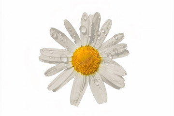 Wall Mural - White chamomile flower with dew drops isolated on white background close-up.