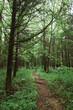 Lush Arkansas Forest