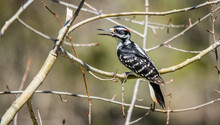 Male Hairy Woodpecker Feeding Young Chicks