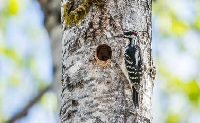 male hairy woodpecker feeding young chicks