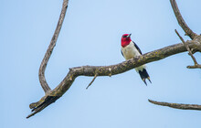 Red Headed Male Woodpecker 