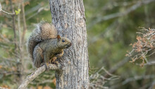 Large Gray Squirrel In Tree Top
