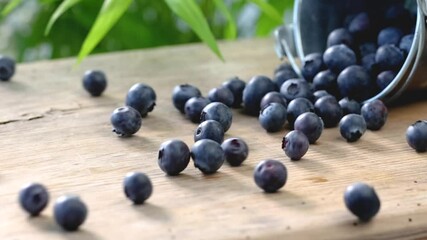 Poster - fresh ripe blueberries spill out of a metal bucket and roll over the surface of a wooden table in slow motion zoom in