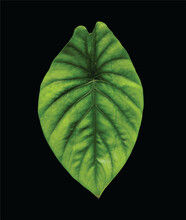 Keladi Tengkorak Hijau Or Alocasia Green Shield Leaf, Isolated On Black Background