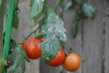 Fototapeta Kuchnia - Tomato plant disease, powdery white mildew, on tomato leaves in home garden.