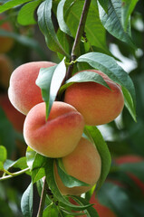 On the tree branch ripe peach fruits