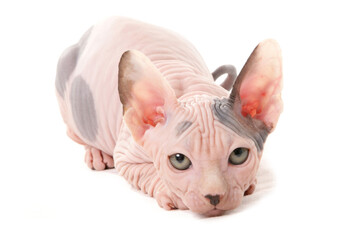 Sticker - Sphynx Kitten