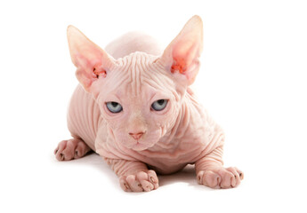 Sticker - Sphynx Kitten