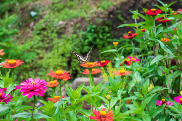 Flowers daisies in summer spring meadow on background blue sky with white clouds, flying orange butterfly, wide format. Summer natural idyllic pastoral landscape, copy space.