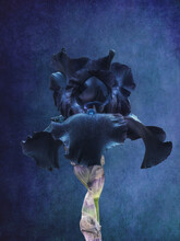 Dark Blue Iris Flower On Blue Vintage Background