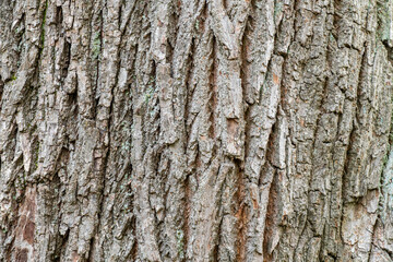 Wall Mural - cracked rough tree trunk surface with trace of green moss inside cracks