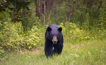 Black Bear Approaching Camera 