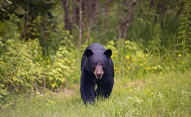 black bear approaching camera