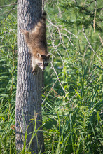 Baby Raccoon Climbing On Tree