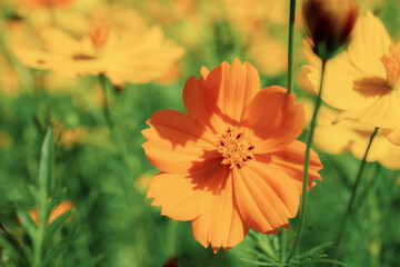 Wall Mural - Orange cosmos in garden.
