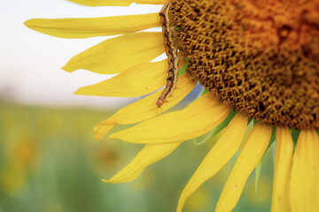 Wall Mural - Sunflower and worm at sky.