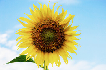 Wall Mural - Sunflower at sky.