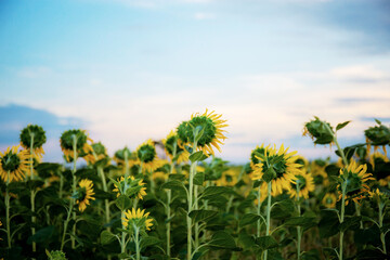 Wall Mural - Sunflower at the sky.