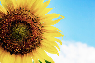 Wall Mural - Sunflower closeup at sky.