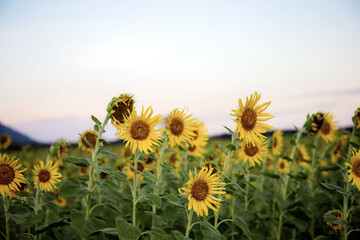 Wall Mural - Sunflower in field.