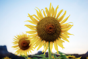 Wall Mural - Sunflower in winter.
