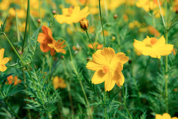 Wall Mural - Yellow cosmos with green background.